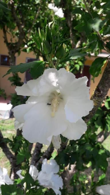 Casa Vacanze La Cicala Pontremoli Esterno foto